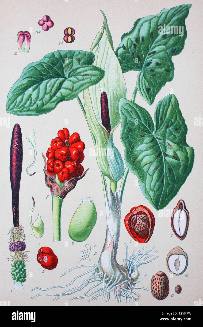 Arum (Arum maculatum commun), illustration historique de 1885, Allemagne Banque D'Images