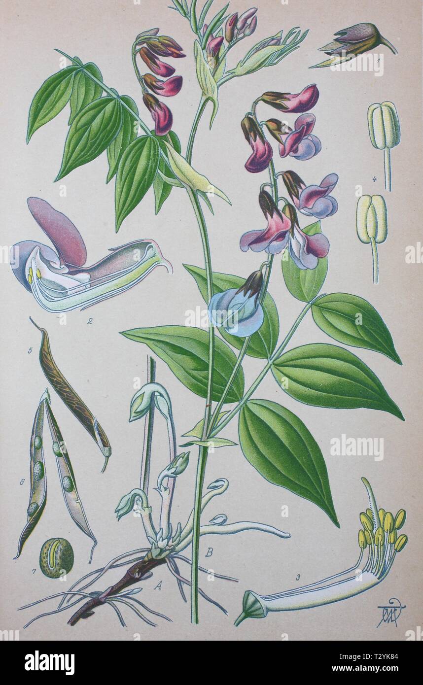 (Lathyrus vernus gesse de printemps), illustration historique de 1885, Allemagne Banque D'Images