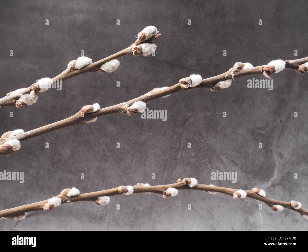 Branches de saule avec des bourgeons au début du printemps, les chatons. Arrière-plan de printemps. Willow branches printemps joints. Les bourgeons du printemps sur l'arbre de saule. Banque D'Images