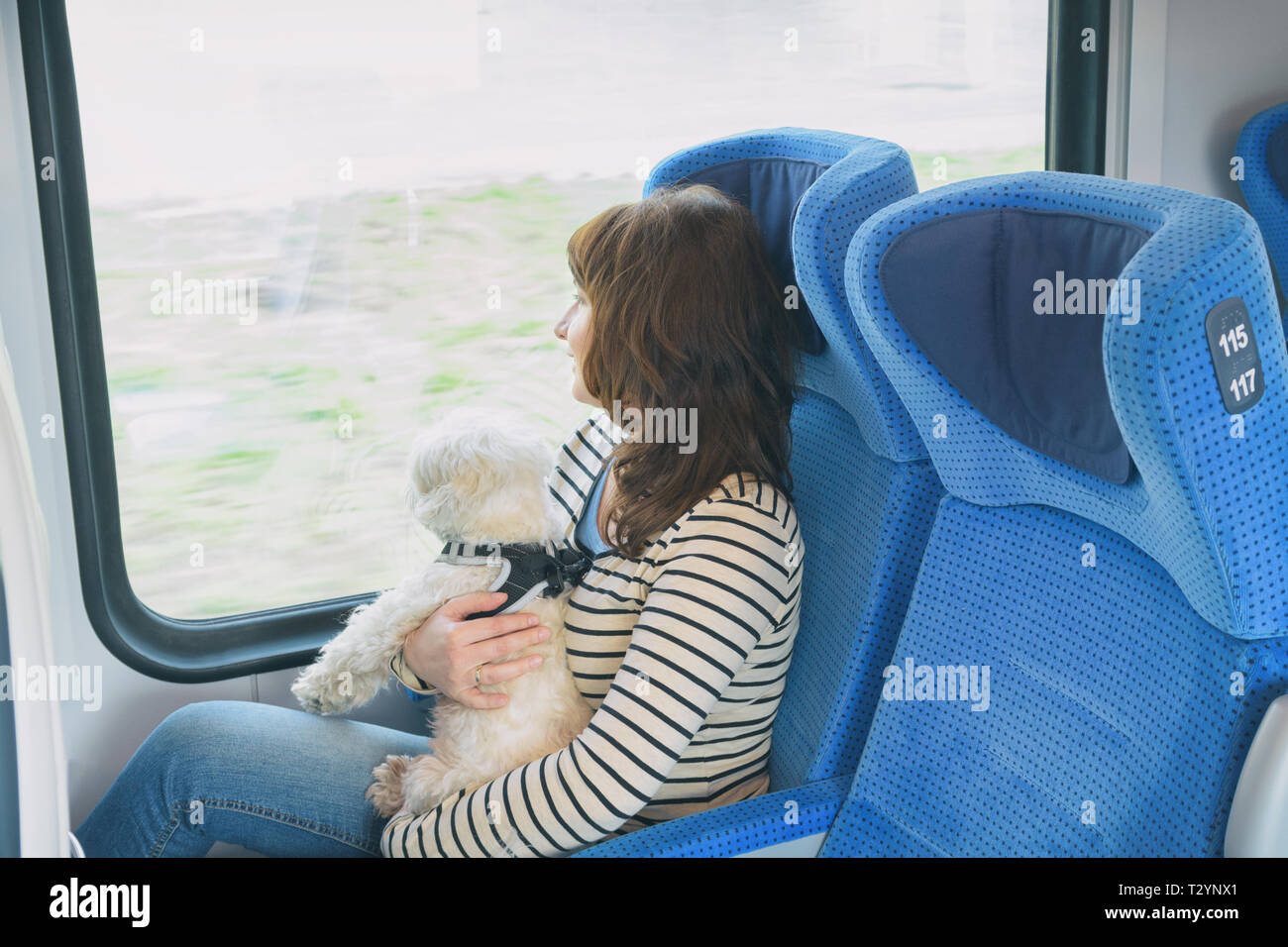 Petit Chien Maltais Voyager En Train Avec Son Maître Banque