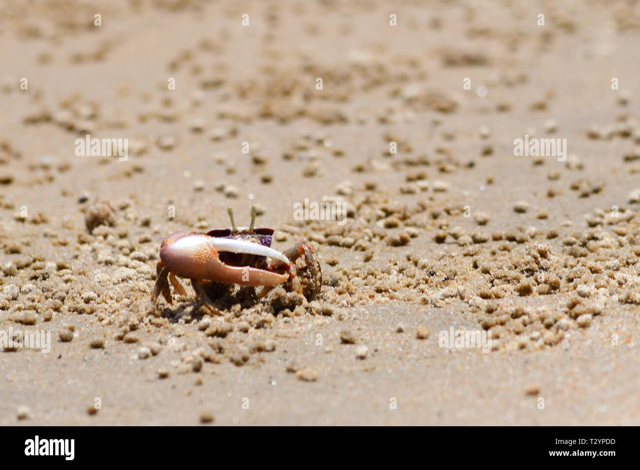 Les crabes sur la plage Banque D'Images