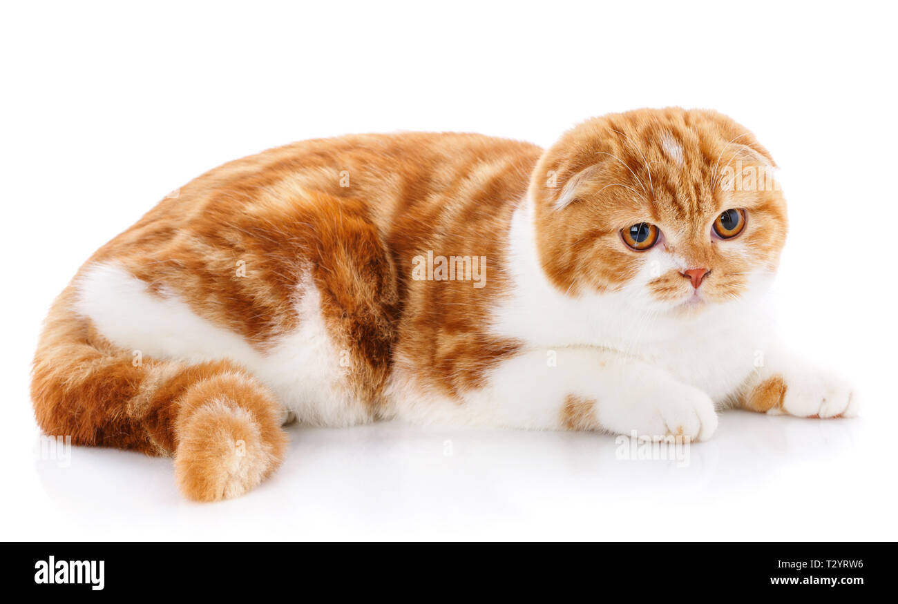 Redhaired mignon chat Scottish Fold se trouvant isolé sur fond blanc et regardez dans Appareil photo Banque D'Images