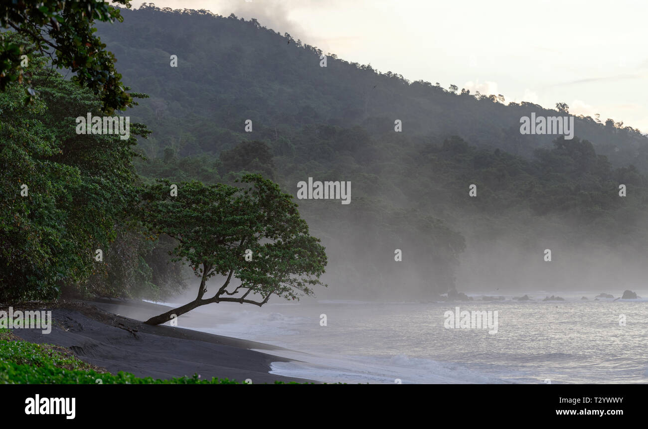 Plage volcanique de sable noir dans le Parc National de Tangkoko. Fogy tôt matin sur la côte du parc national de Tangkoko. Sulawesi. L'Indonésie Banque D'Images