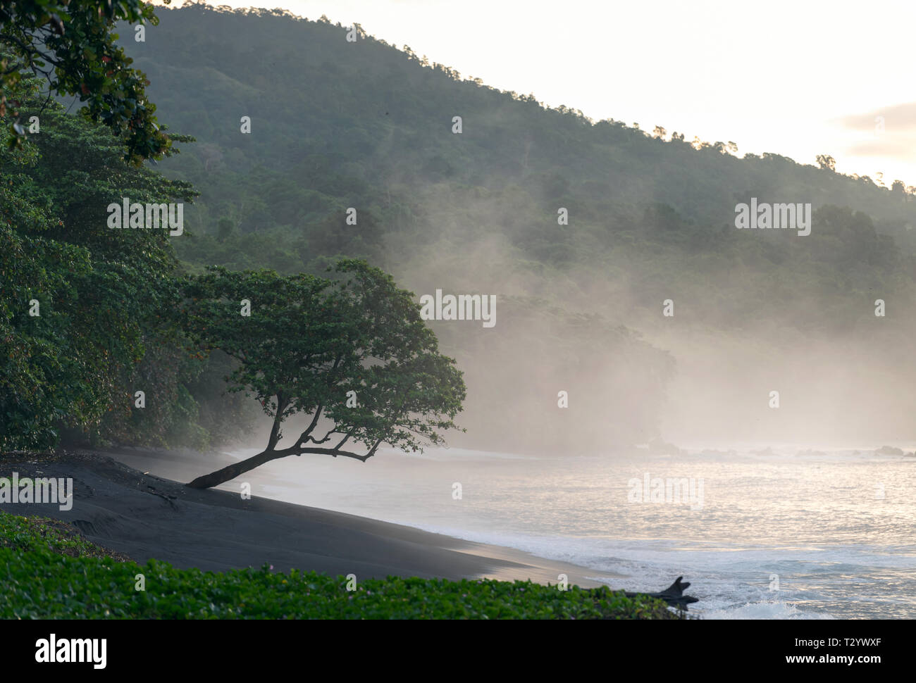 Plage volcanique de sable noir dans le Parc National de Tangkoko. Fogy tôt matin sur la côte du parc national de Tangkoko. Sulawesi. L'Indonésie Banque D'Images