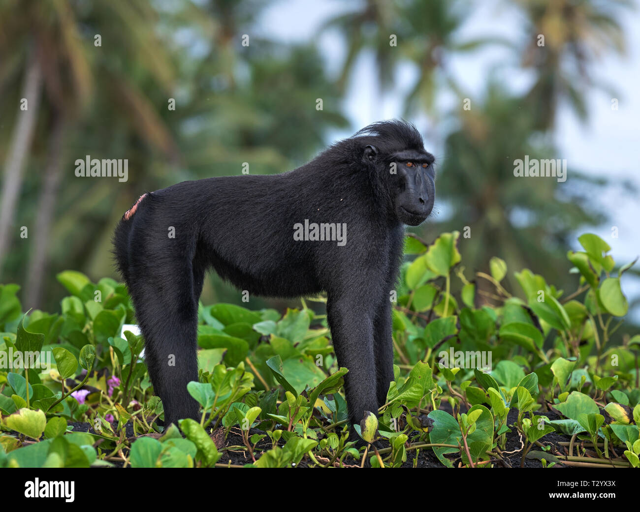 Le macaque à crête de Célèbes . Macaque noir à crête à crête, Sulawesi sulawesi, macaque singe noir ou le macaque. L'habitat naturel. L'île de Sulawesi. Je Banque D'Images
