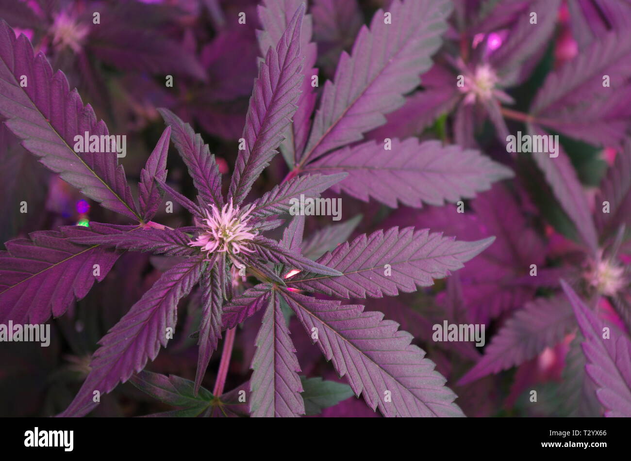 Les plants de marijuana (cannabis sativa indica hybrids) afficher les pistils au centre des feuilles de ventilateur. Ces 'poils' se développera en mauvaises herbes que les bourgeons se développent. Banque D'Images