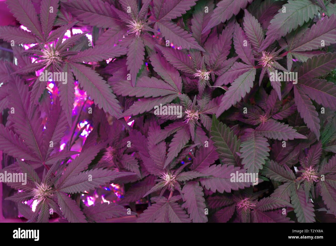 Les plants de marijuana (cannabis sativa indica hybrids) croître à  l'intérieur sous un éclairage led pendant la floraison que lentement se  développer en pistils bourgeons Photo Stock - Alamy