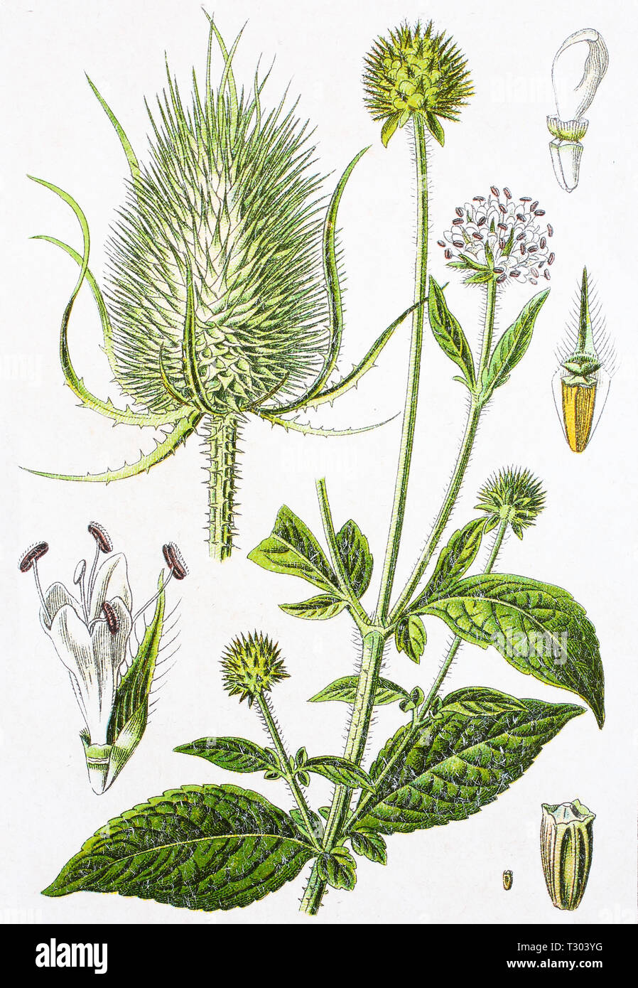 Amélioration numérique reproduction d'une illustration de, Behaarte Karde, Dipsacus pilosus cardère, petite und Wilde Karde, Dipsacus silvestris, cardère sauvage, d'un tirage original du 19e siècle Banque D'Images