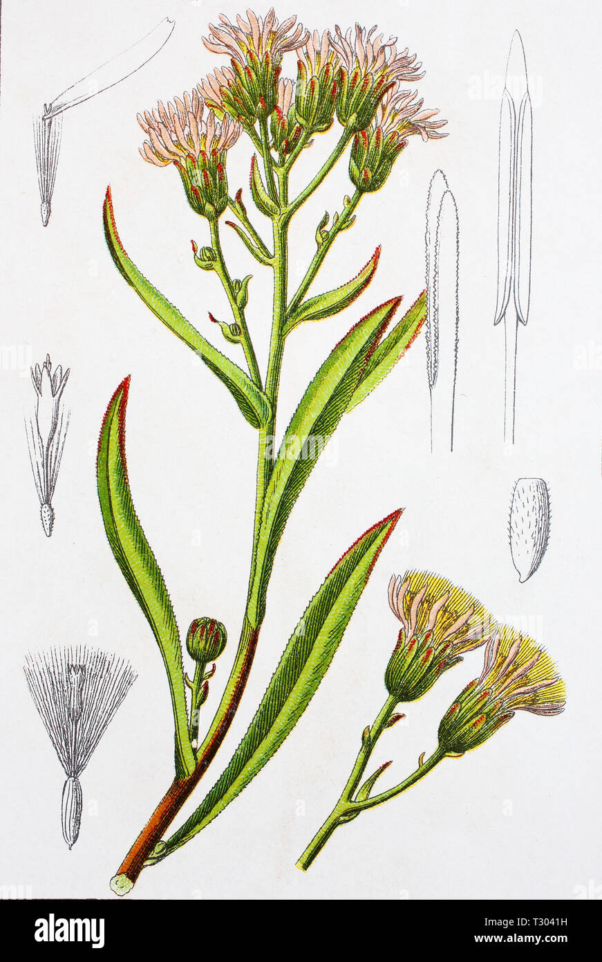 Amélioration numérique reproduction d'une illustration de Salz-Aster Strandaster,,, Aster tripolium aster, la mer, d'un tirage original du 19e siècle Banque D'Images