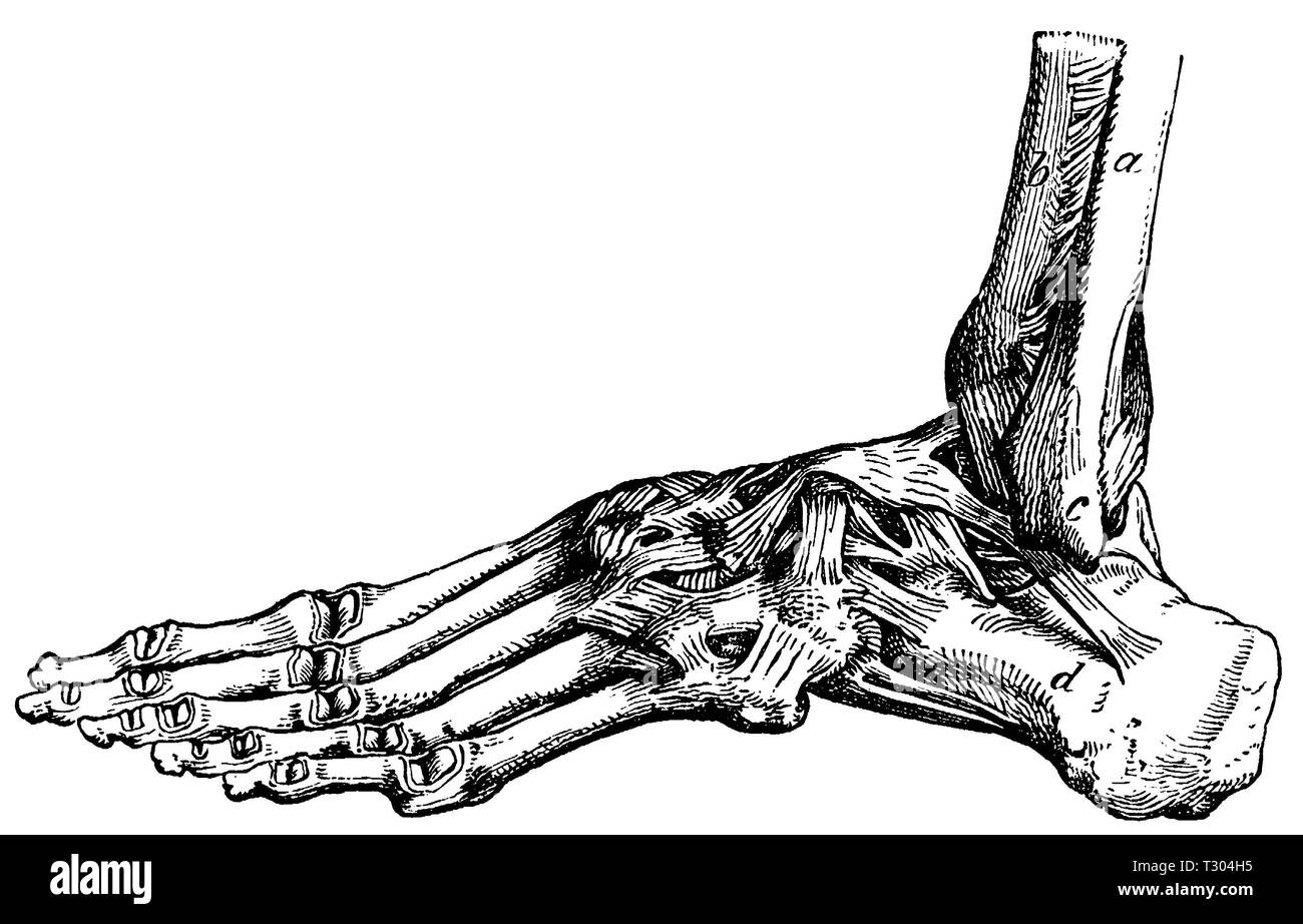 Homme : les ligaments du pied. un péroné, b. du tibia, c'cheville, d'os de talon, anonym Banque D'Images