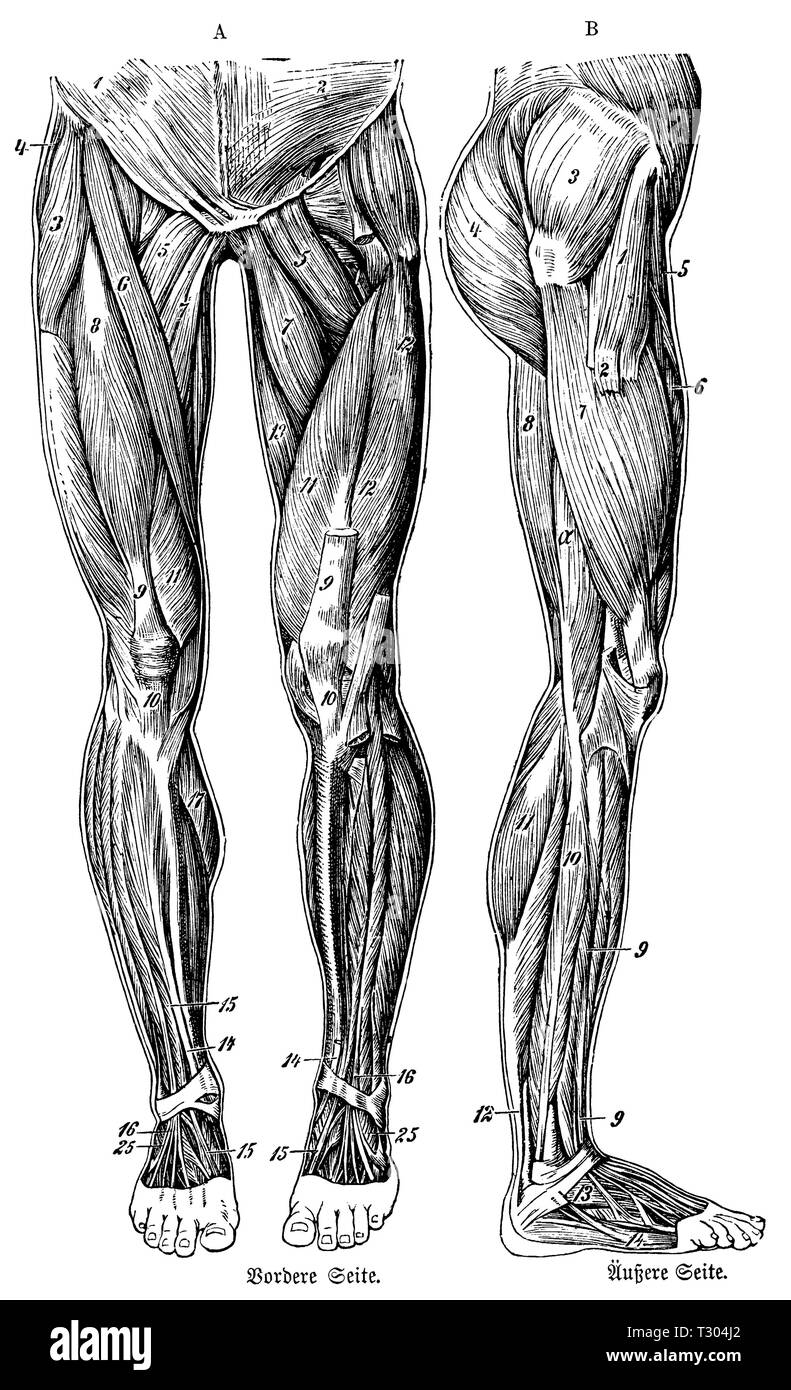 Les droits de l' : muscles du bas du corps, par le côté et par l'avant, anonym Banque D'Images