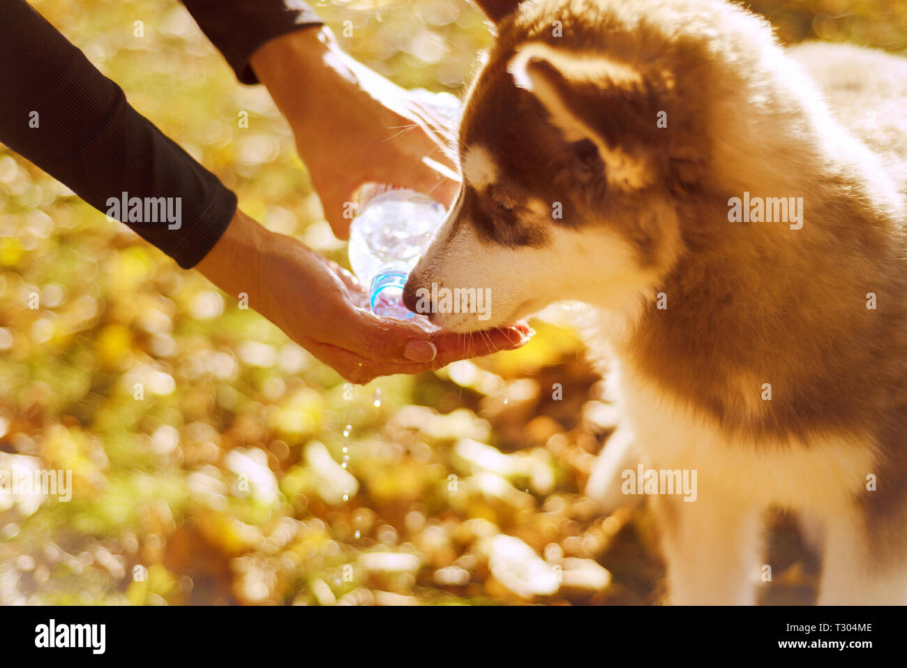 Portrait de baigneuse aux cheveux rouge chiot. femme tenant sa main avec liquide potable. le chien boit de l'eau de la palm filles Banque D'Images