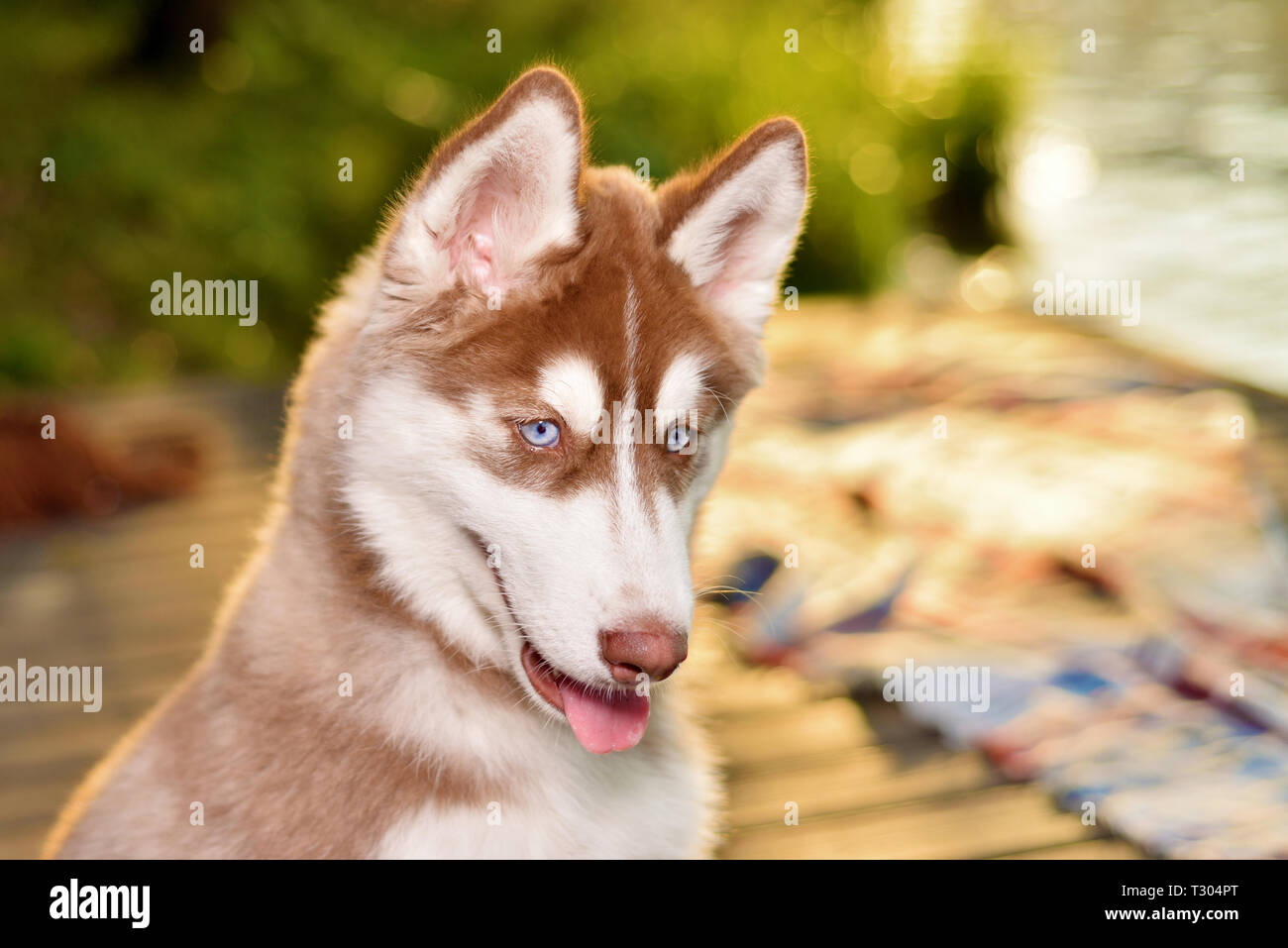 Portrait de chien husky rouge drôle Banque D'Images