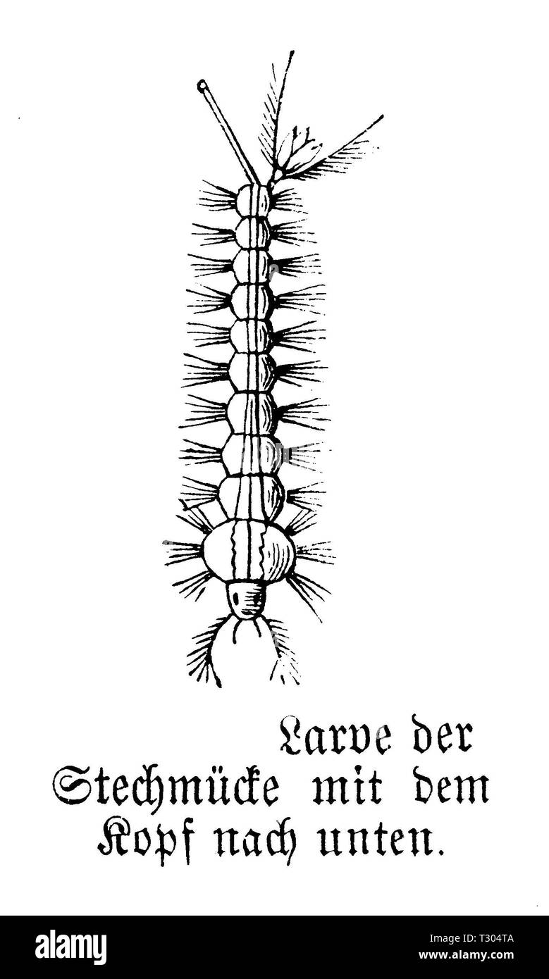 Moustique : larve, anonym 1893 Banque D'Images