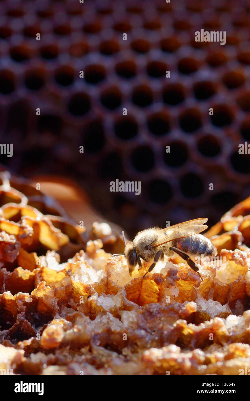 Les abeilles macro dans une ruche sur nid d' Banque D'Images