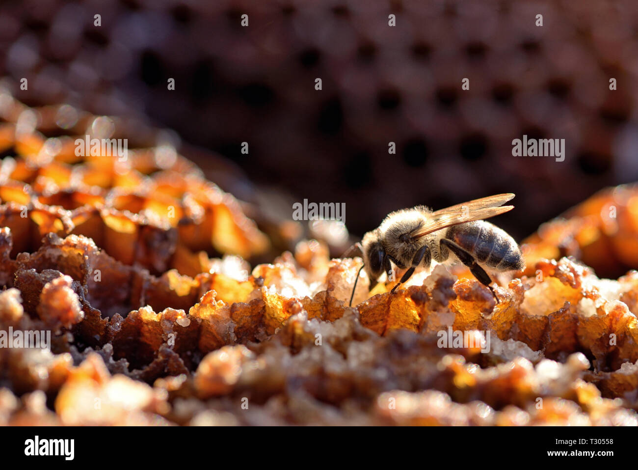 Les abeilles macro dans une ruche sur nid d' Banque D'Images