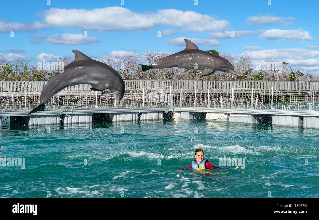 Dauphins Sautant Femme Nager Avec Des Dauphins Dans L Eau Bleue Photo Stock Alamy