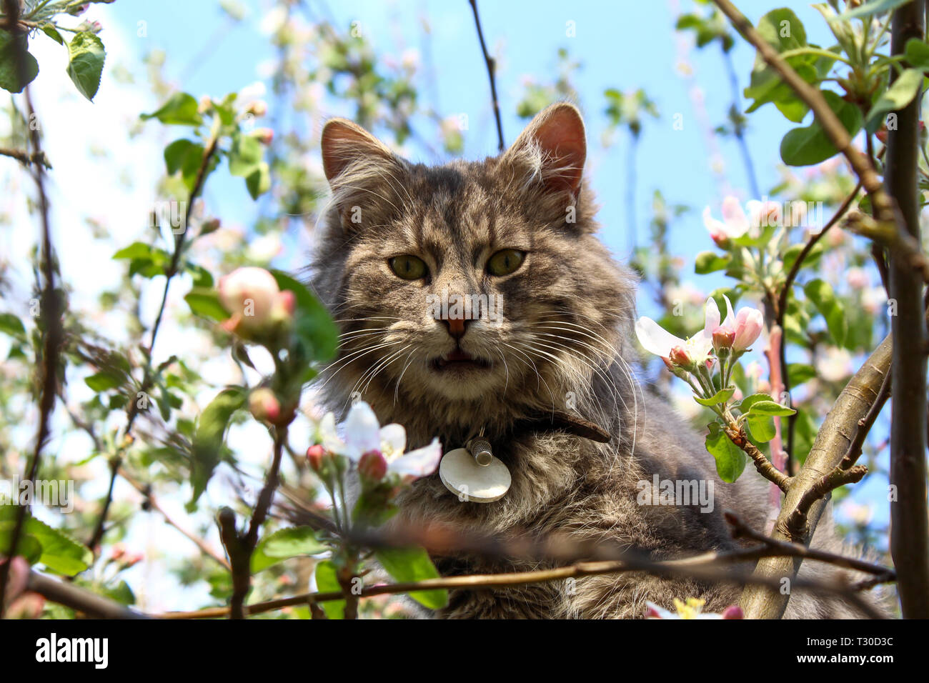 Chat à poils longs/dans blooming apple tree Banque D'Images