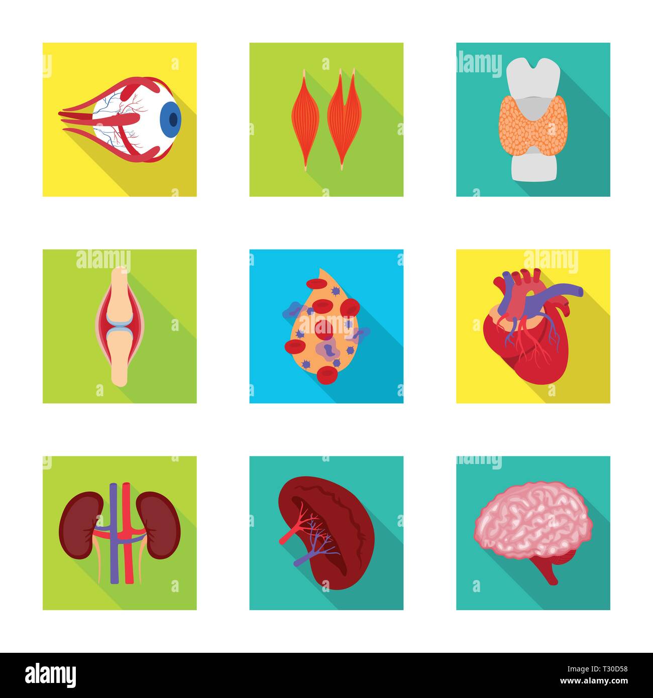 Muscle dorsal,oeil,os,sang,coeur,rein,cerveau,oeil,organes,moelle,tendon,plasma,cardiologie,esprit,urinaire,traitement,contraction,dommage,génétique,corps,esprit,prophylaxie,mouvement,squelettique,infection,don,réflexion,des,santé,biologie,scientifique,recherche,,laboratoire anatomie,organe interne,,,medical,set,icône,,illustration,collection,isolé,design,graphisme,élément signe,télévision,ombre,vecteurs vecteur , Illustration de Vecteur