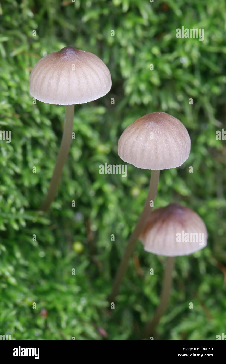 Mycena amer, Mycena erubescens, poussant sur tronc de chêne en Finlande Banque D'Images