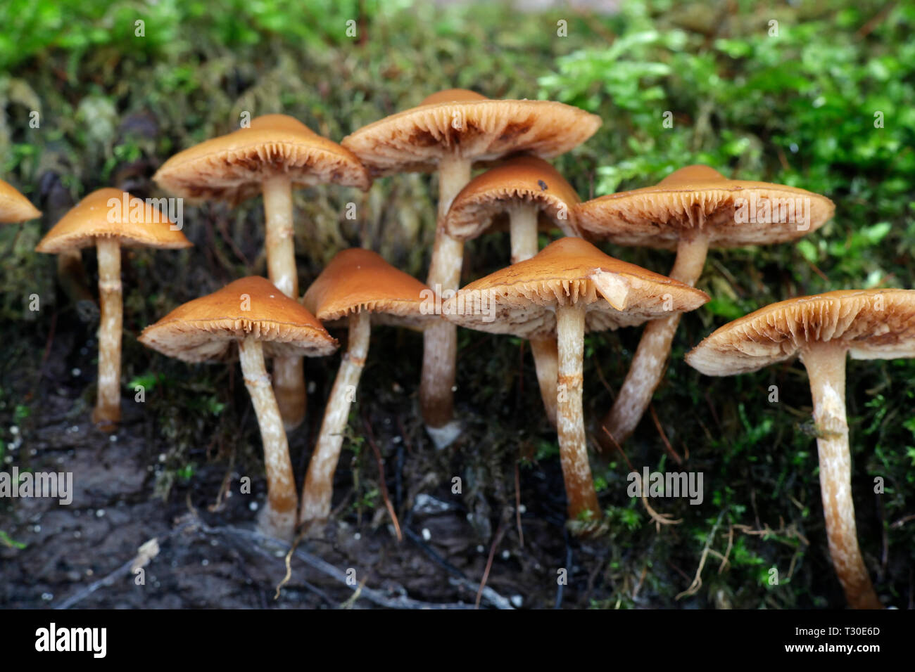 Funeral bell, également appelé deadly galerina marginata, Galerina, un champignon vénéneux mortel Banque D'Images