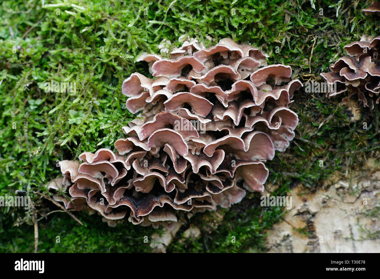 Silverleaf, champignon Chondrostereum purpureum, un agent de contrôle biologique champignon Banque D'Images