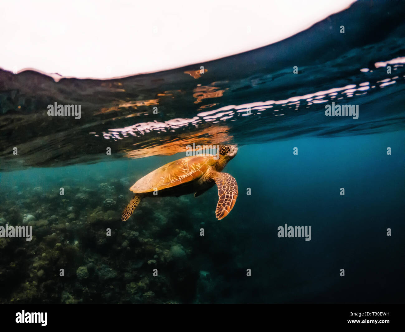 Grande tortue de mer sous-marin flottant près de la surface de l'eau sur les récifs coralliens, îles Moalboal, Cebu, Philippines Banque D'Images