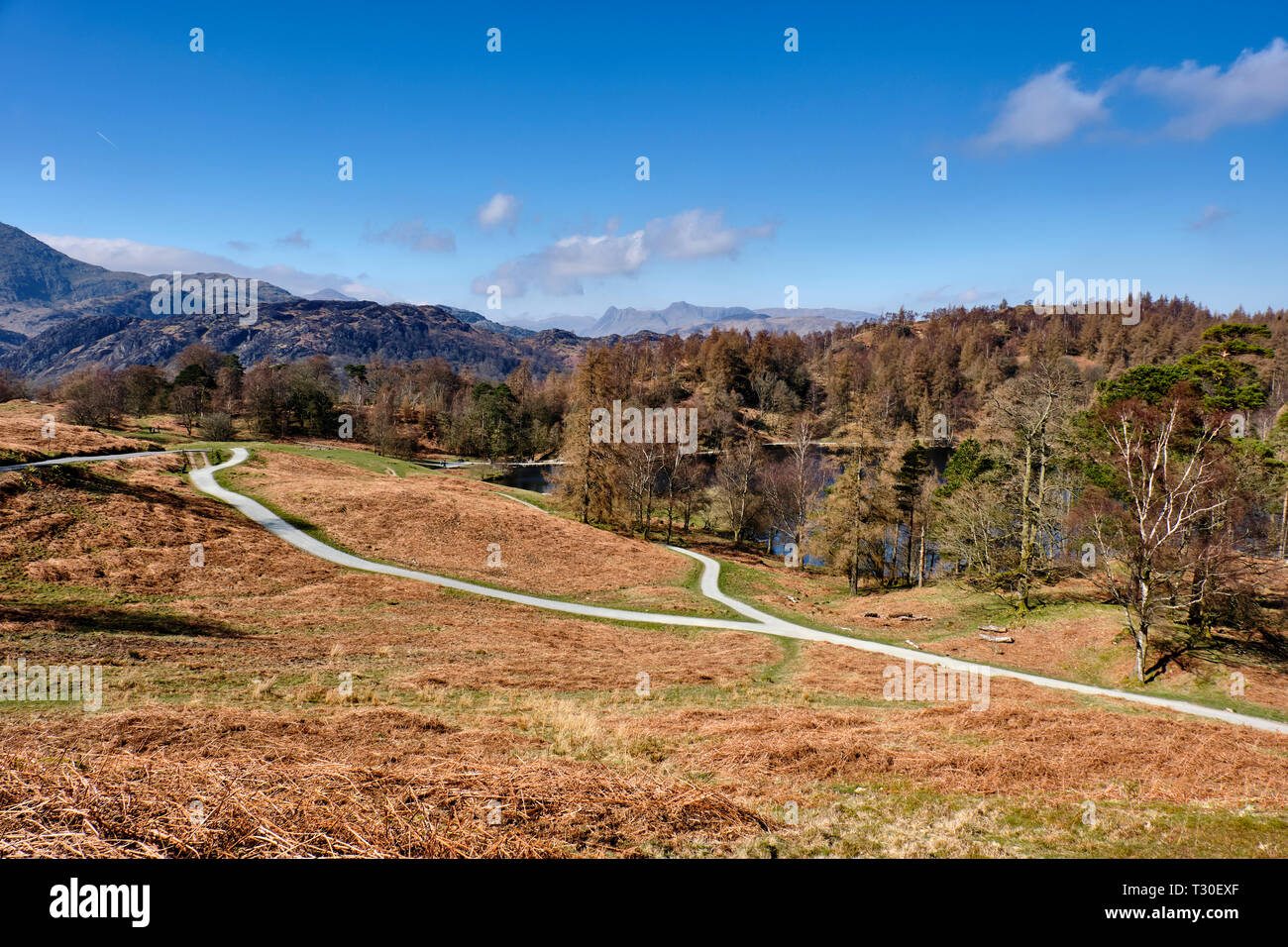 O'Blisco brochet et le Langdale Pikes vus de Tarn Hows, près de Hawkshead, Lake District, Cumbria Banque D'Images