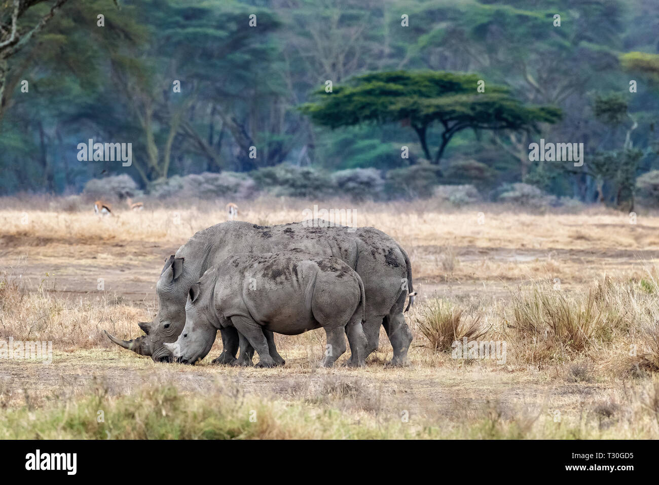 La mère et l'enfant blanc, ou square-labiés, rhinocéros de prairie le parc national de Nakuru de lac. Les gazelles et les fever tree forest peut être vu derrière. Banque D'Images