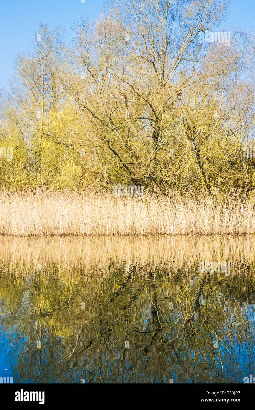 Une roselière sur l'un des lacs à Cotswold Water Park. Banque D'Images