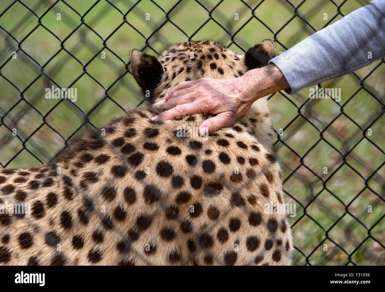 Wellington, en Floride, aux États-Unis. 4ème apr 2019. Judy Berens palefreniers Charlie, un guépard, à Panther Ridge Conservation Centre de Wellington, le 4 avril 2019. Credit : Allen Eyestone/Le Palm Beach Post/ZUMA/Alamy Fil Live News Banque D'Images