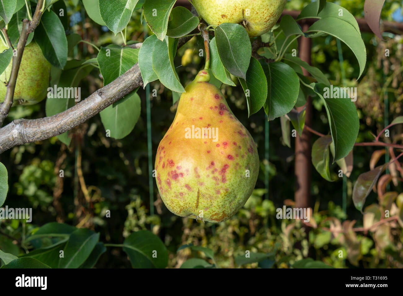 Poirier de la maladie sur feuilles et fruits de près. Protection de jardin contre les champignons Banque D'Images