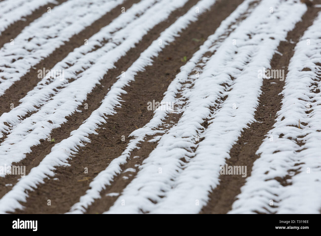 Terres agricoles fraîchement sillonnée acre en partie couverte de neige Banque D'Images
