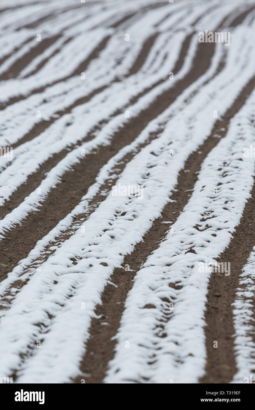Labourer le sol en partie du champ couvert par la neige au printemps Banque D'Images
