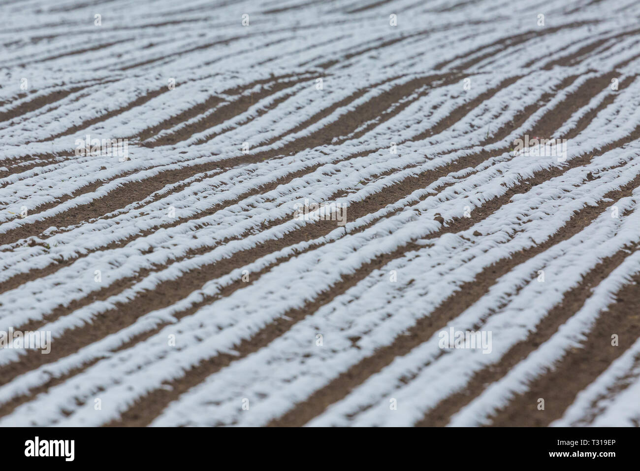 Terres agricoles fraîchement sillonnée en partie sur le terrain couvert de neige Banque D'Images