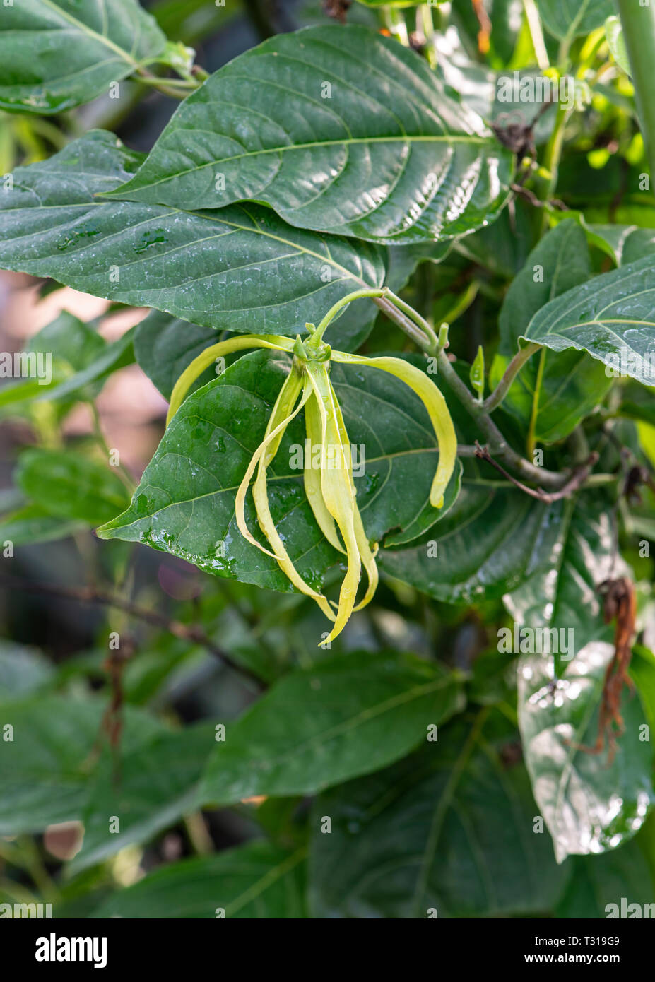Ylang ylang Cananga odorata : Banque D'Images