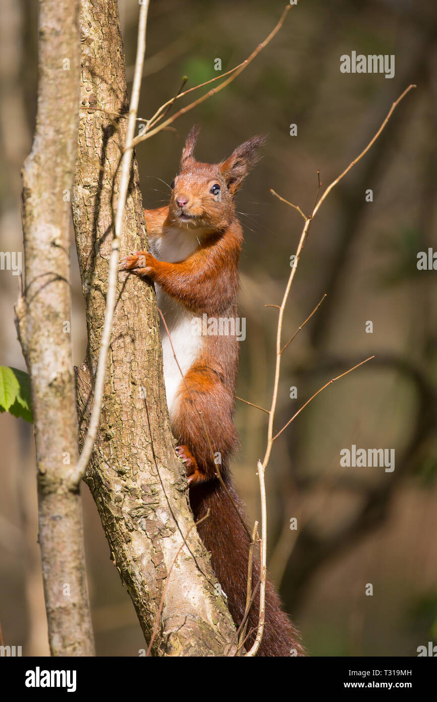 Vue de face détaillée de l'écureuil rouge britannique sauvage (Sciurus vulgaris) isolé au soleil de printemps, tronc d'arbre d'escalade dans des bois naturels du Royaume-Uni. Banque D'Images