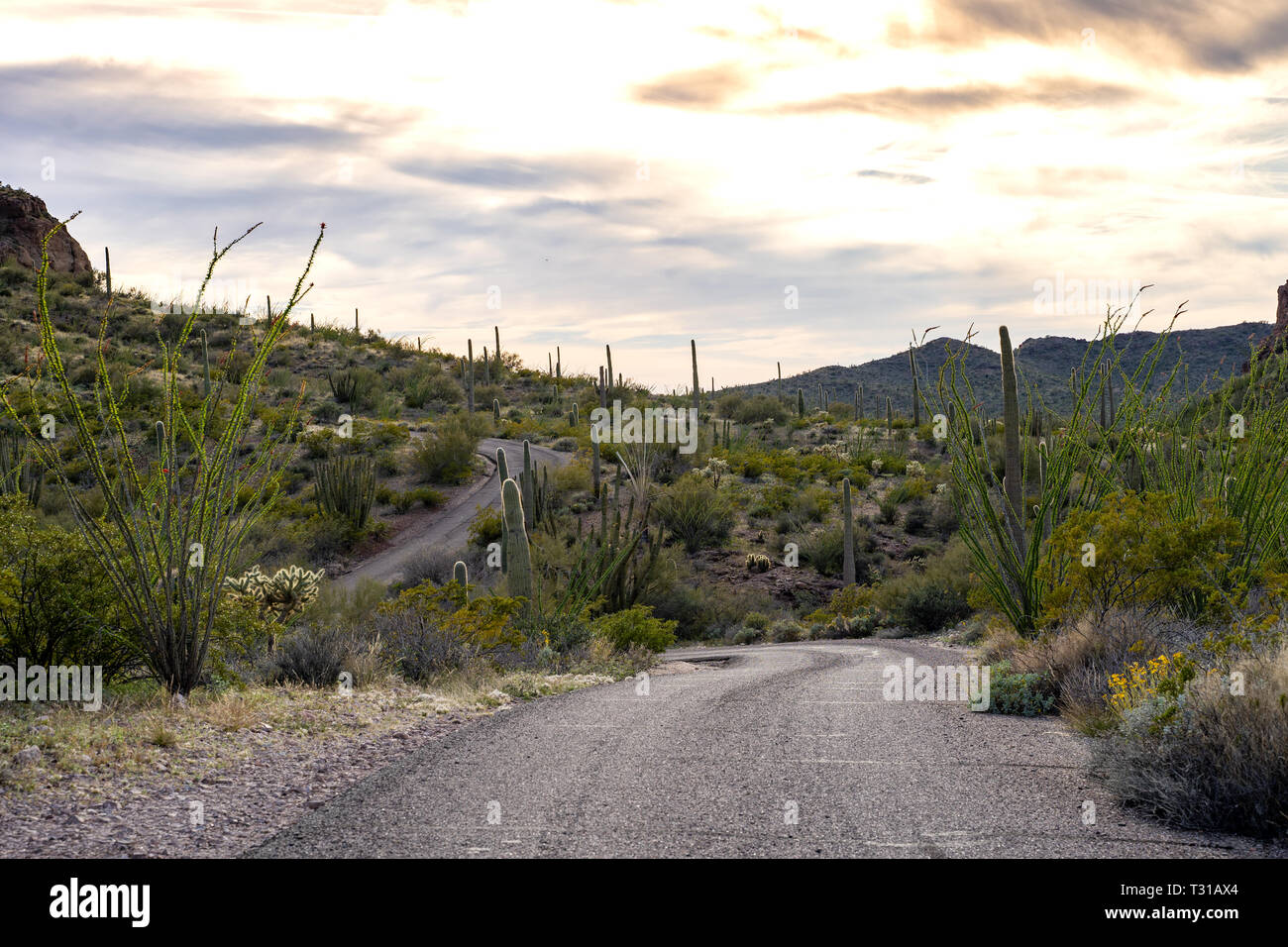 Ajo Mountain Drive dans la région de Organ Pipe Cactus National Monument au crépuscule Coucher du Soleil Banque D'Images