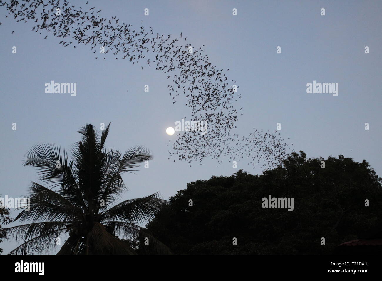 Grotte de chauves-souris Battambong, Banan, Cambodge : les chauves-souris innombrables essaimer dans le crépuscule du soir avec la pleine lune et silhouette de palm tree Banque D'Images