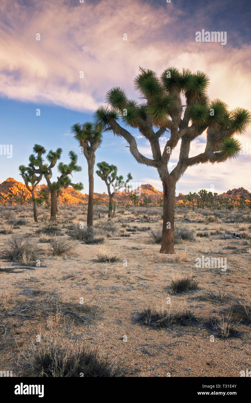 Lever du soleil glow in California's Joshua Tree National Park où les écosystèmes distincts des déserts de Mojave et Colorado. Banque D'Images