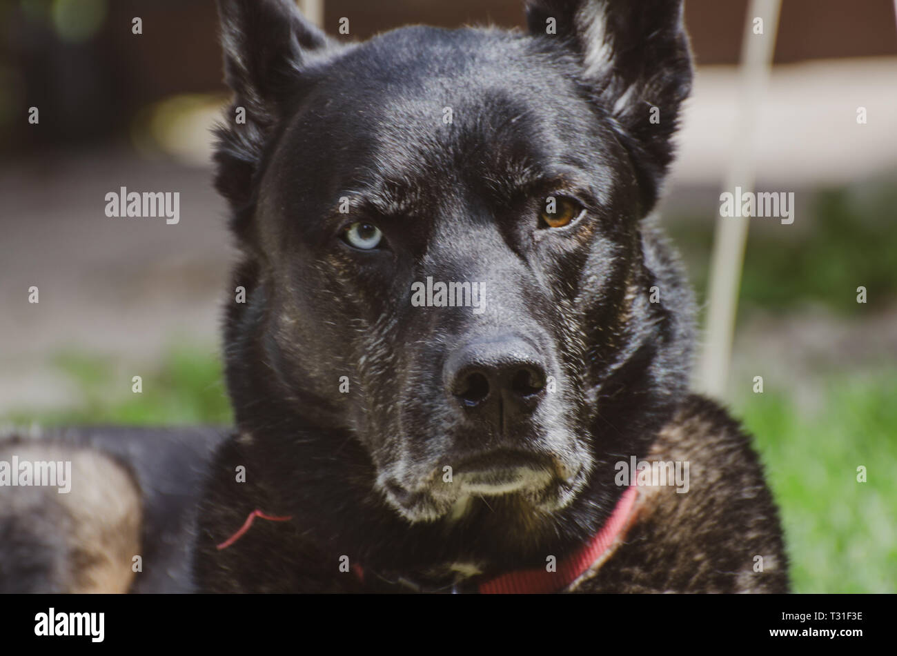 Chien allongé dans l'arrière-cour Banque D'Images