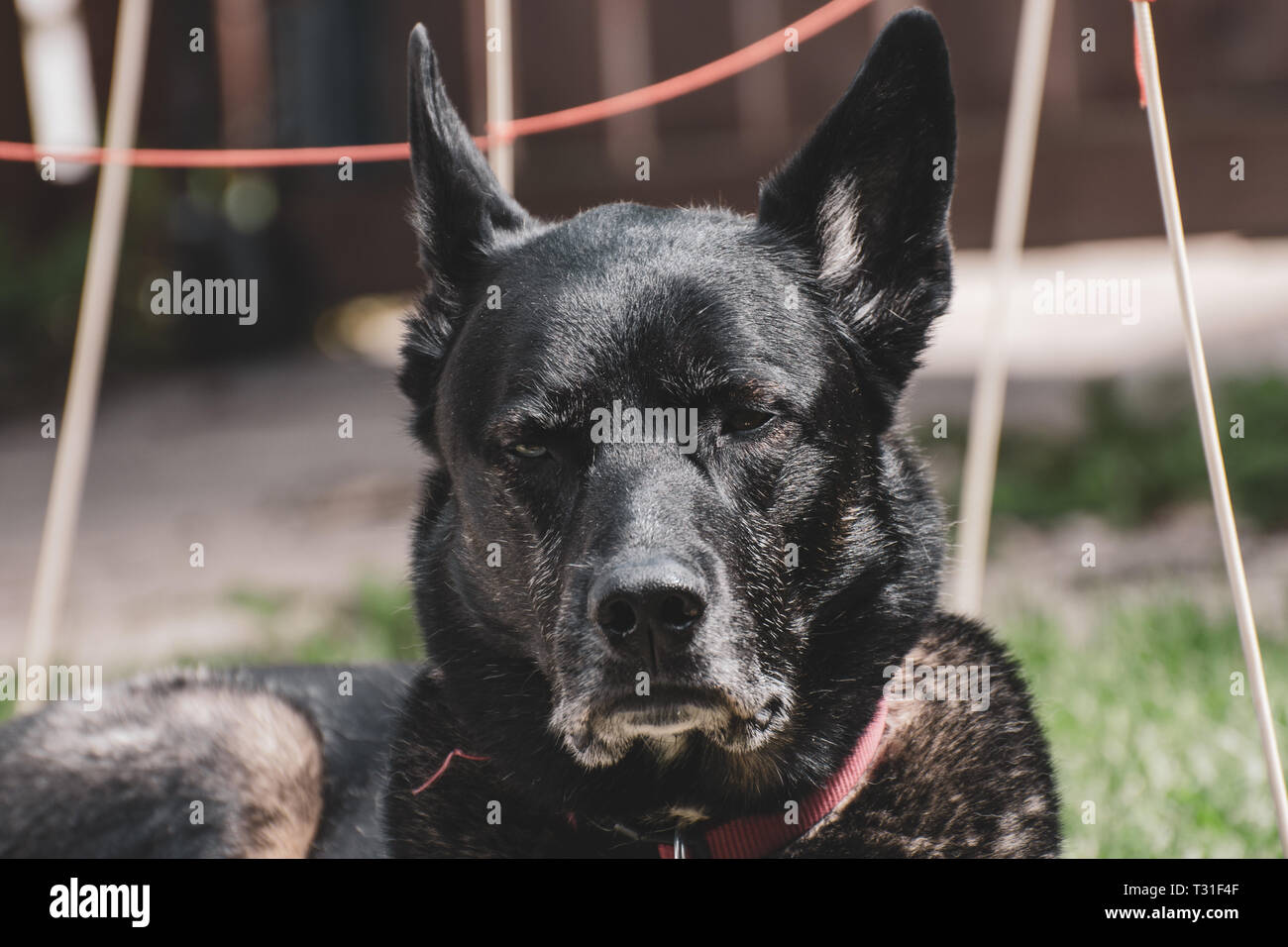 Chien allongé dans l'arrière-cour Banque D'Images