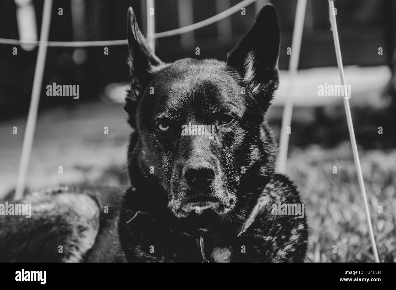 Chien allongé dans l'arrière-cour Banque D'Images