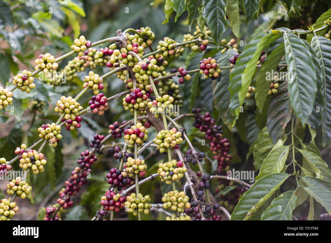 De plus en plus de grains de café sur la plante Banque D'Images