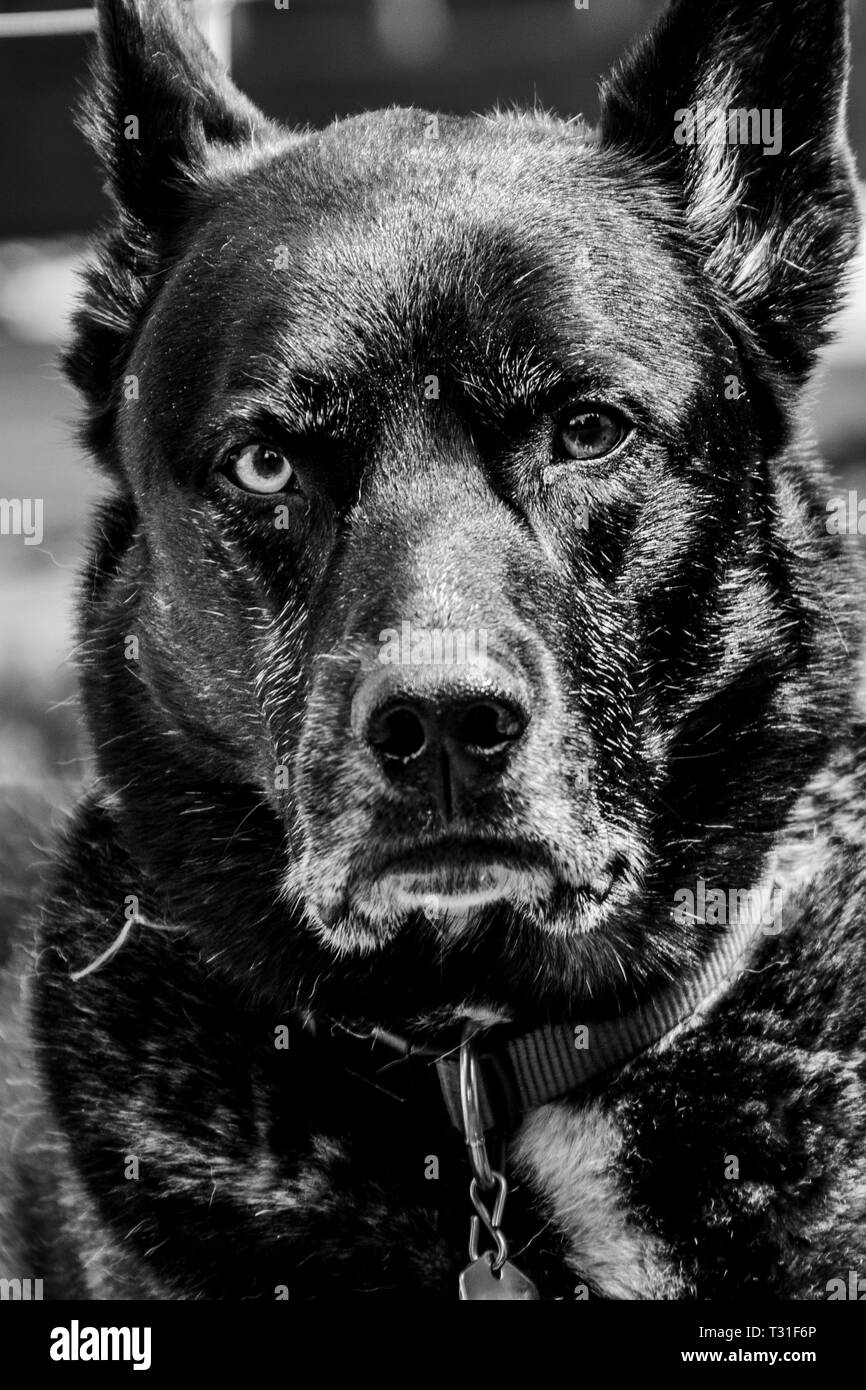 Chien allongé dans l'arrière-cour Banque D'Images