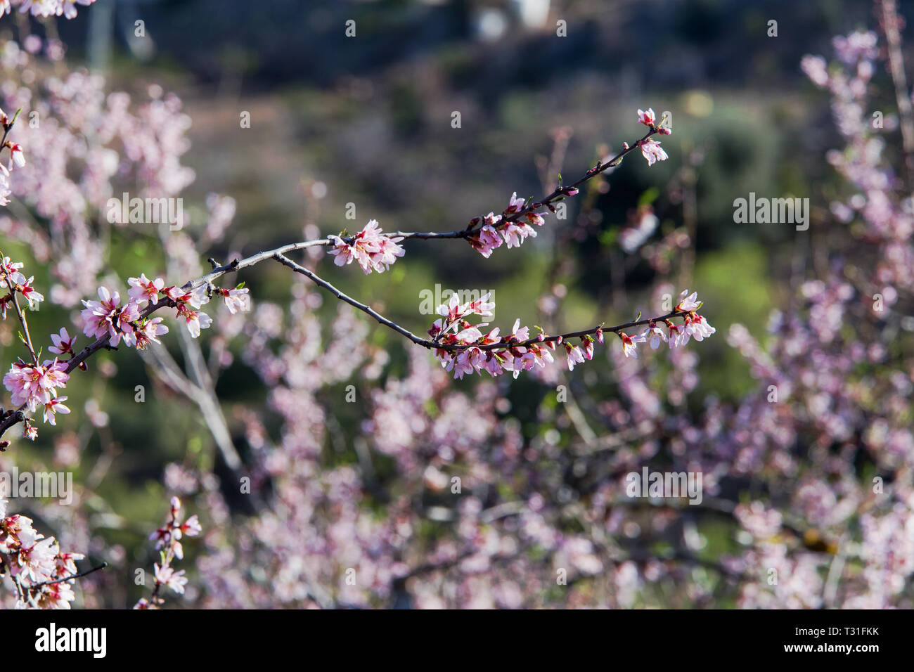 Au printemps fleur d'amandier en Andalousie Espagne Banque D'Images