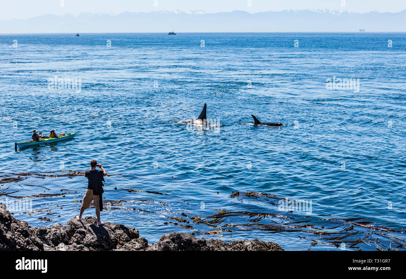 Les touristes regarder sur comme un groupe d'Épaulards passent par four à chaux des parcs d'État de San Juan Island, Washington, USA. Banque D'Images