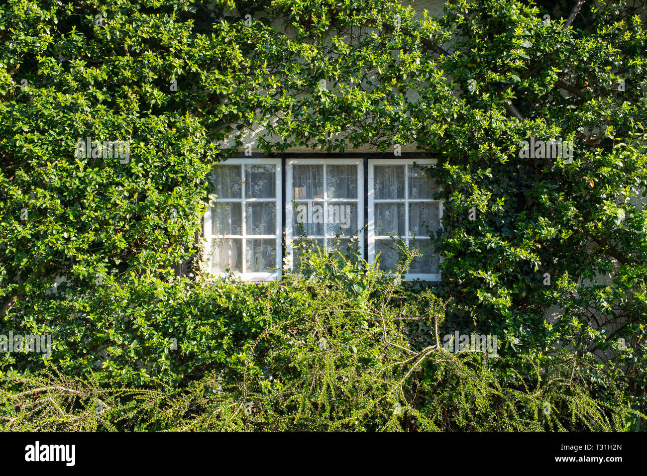 Fenêtre Triple Classic vintage dans cadre blanc entouré de plantes grimpantes plantes grimpantes sur le mur de plus en plus Banque D'Images