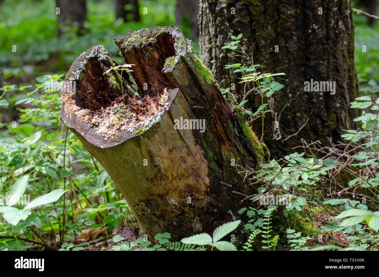 Souche d'arbre avec de la Mousse poussant sur elle Banque D'Images