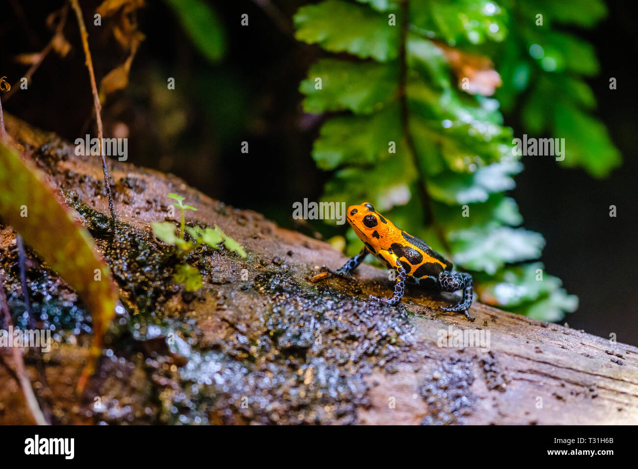 Poison dart frog, Bleu Orange animal venimeux de la forêt amazonienne du Pérou Banque D'Images